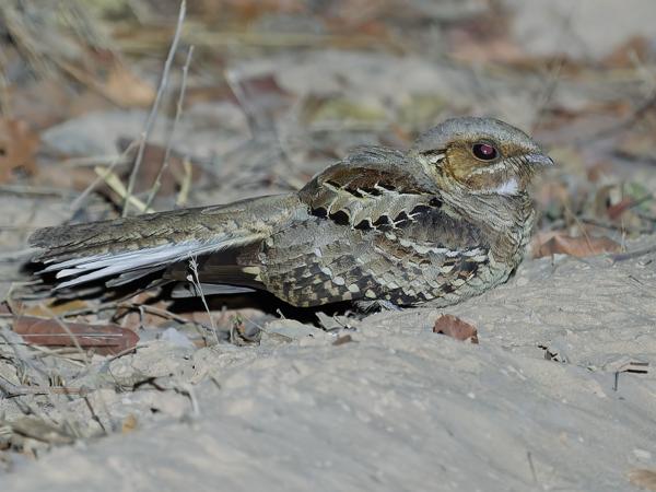 Pauraque (Nyctidromus albicollis)
